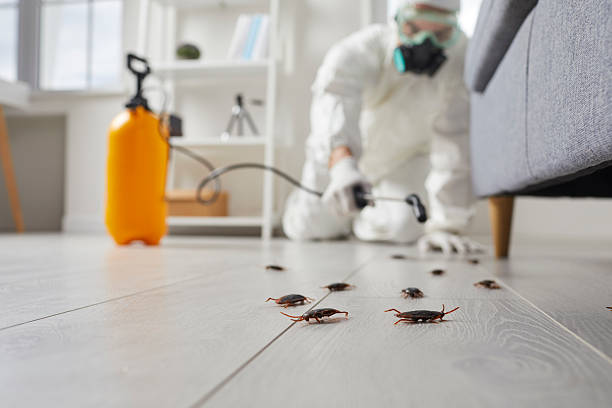 Commercial Kitchen Cockroach Control in Appleton